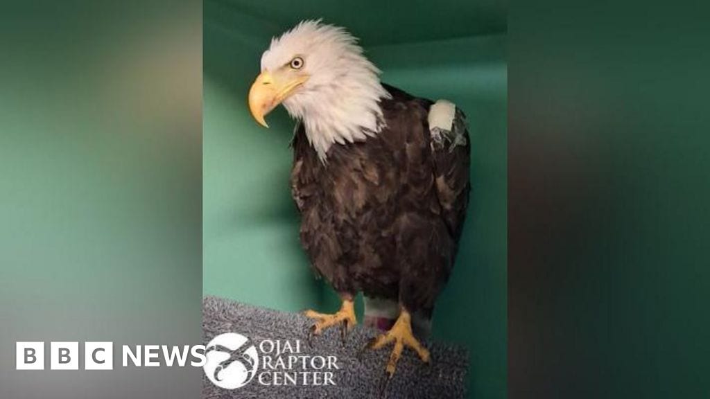 Jackie the bald eagle dies after weeks of intensive care